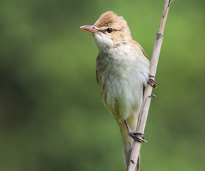 Бялзуухай (Дорнын охилбялзуухай)